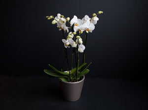 Valkoinen orkidea ruukulla